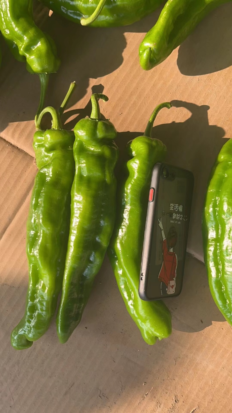 河南夏邑精品泡椒301辣椒大量上市欢迎来电咨询