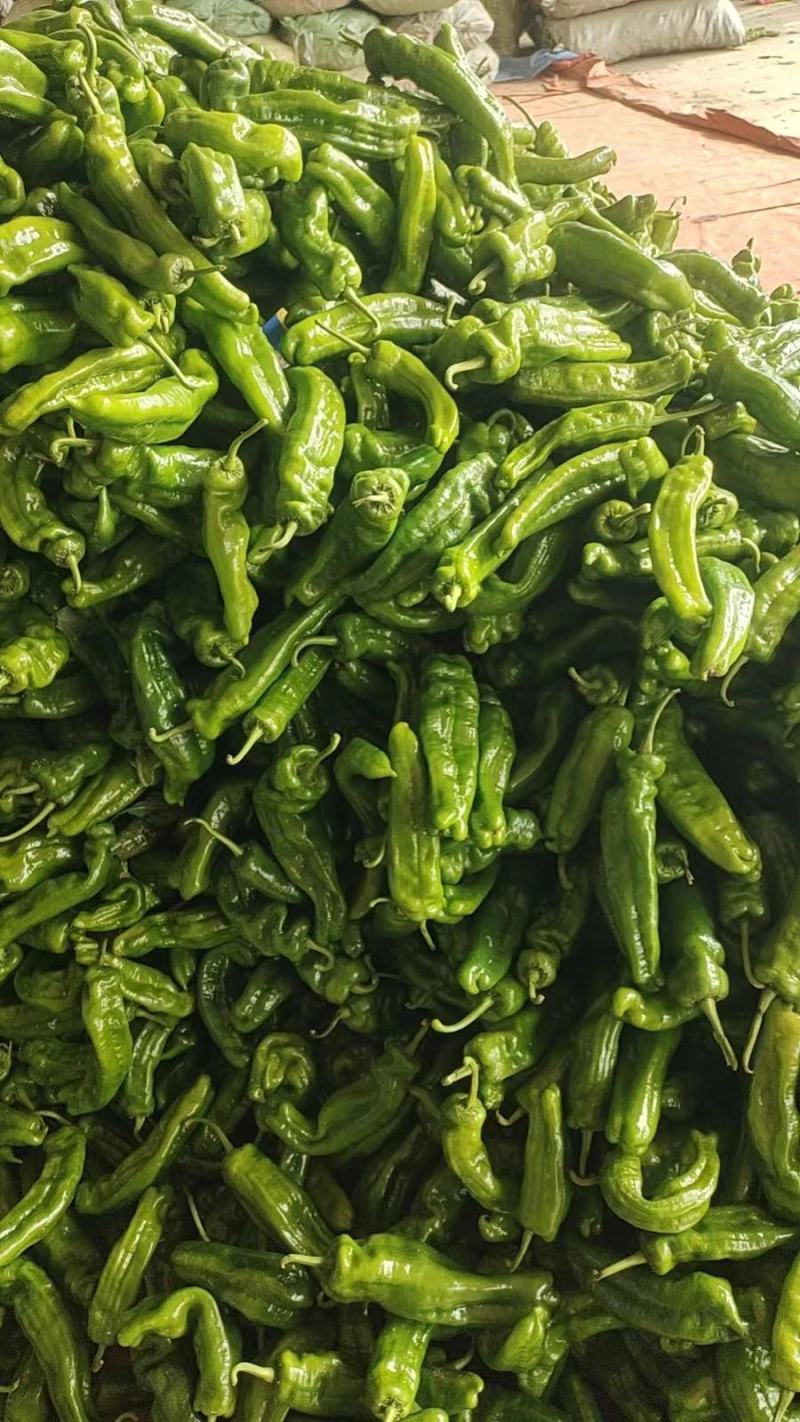 河南夏邑精品泡椒301辣椒大量上市欢迎来电咨询