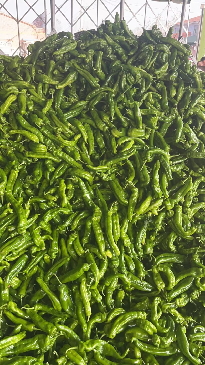 河南夏邑精品泡椒301辣椒大量上市欢迎来电咨询