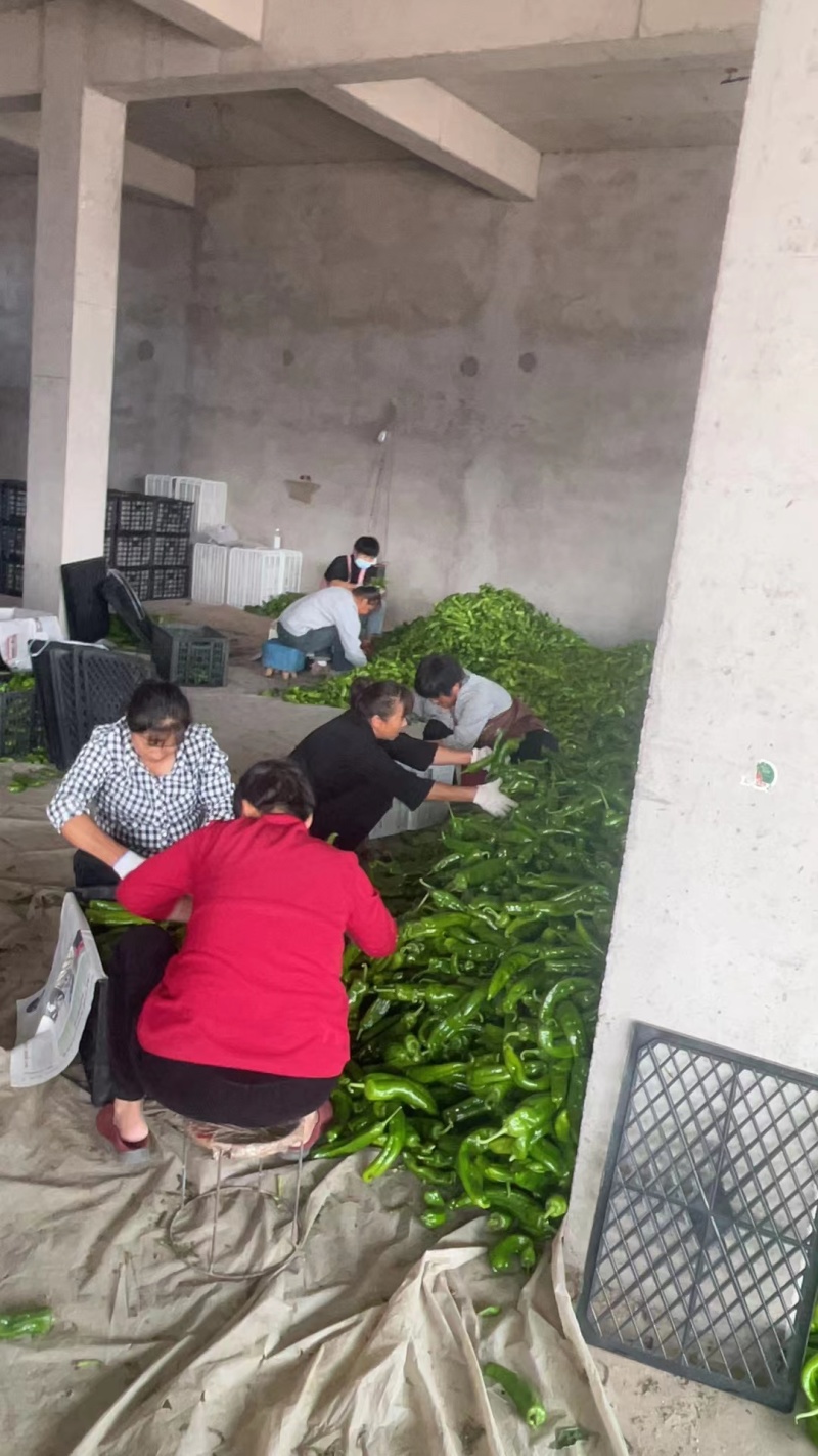 河南夏邑精品泡椒301辣椒大量上市欢迎来电咨询