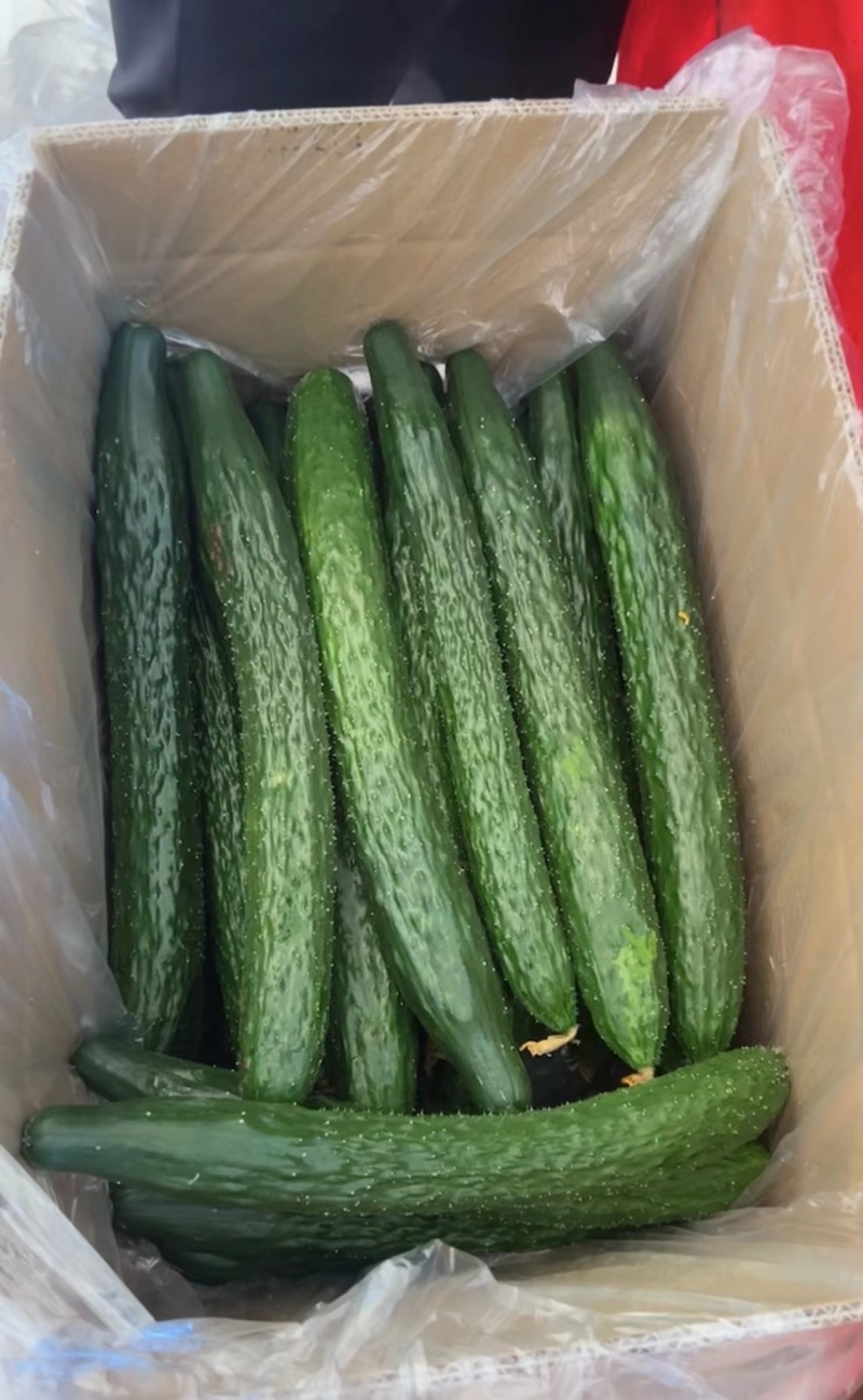 广东精品密刺黄瓜大量上市颜色好瓜条直货量足