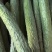 广东精品密刺黄瓜大量上市颜色好瓜条直货量足