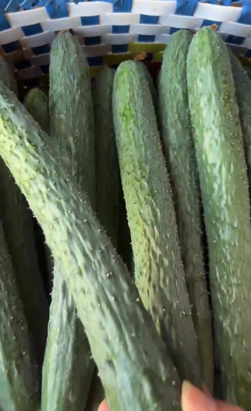 广东精品密刺黄瓜大量上市颜色好瓜条直货量足