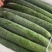 广东精品密刺黄瓜大量上市颜色好瓜条直货量足
