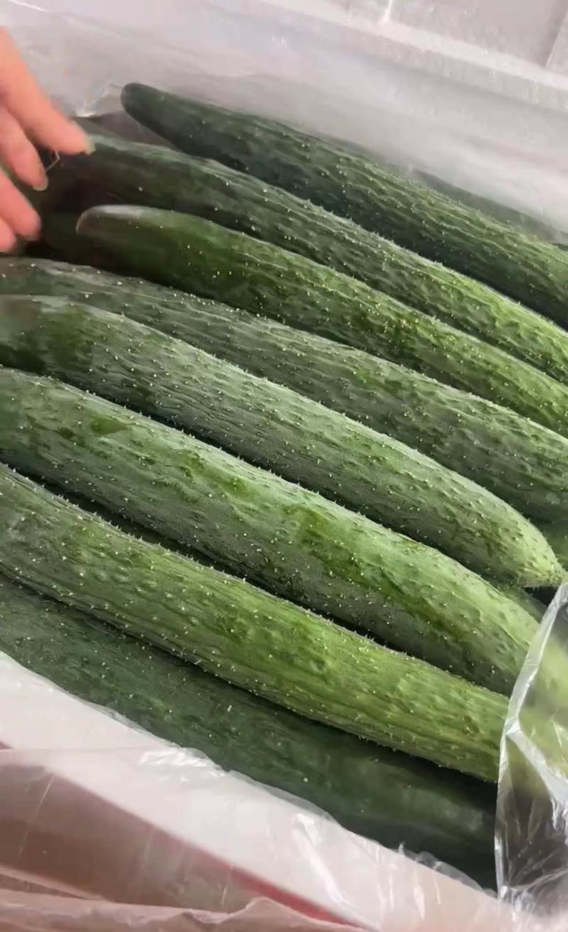 广东精品密刺黄瓜大量上市颜色好瓜条直货量足