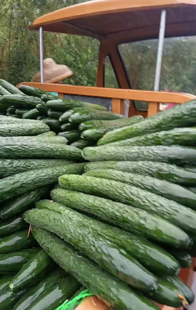广东精品密刺黄瓜大量上市颜色好瓜条直货量足