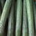 广东精品密刺黄瓜大量上市颜色好瓜条直货量足