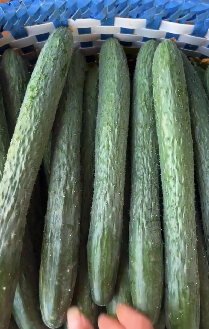 广东精品密刺黄瓜大量上市颜色好瓜条直货量足