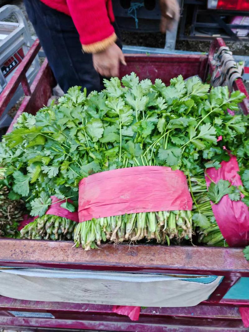 安徽萧县精品香菜一手货源，量大价优可供全国各地市场及电商