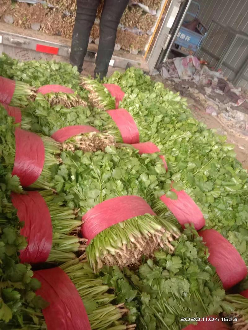 安徽萧县精品香菜一手货源，量大价优可供全国各地市场及电商