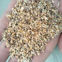 碎小麦菏泽碎小麦原料颗粒饲料品质电联沟通