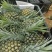 【推荐】广东菠萝种植基地一手货源价格稳定常年全国各地发货