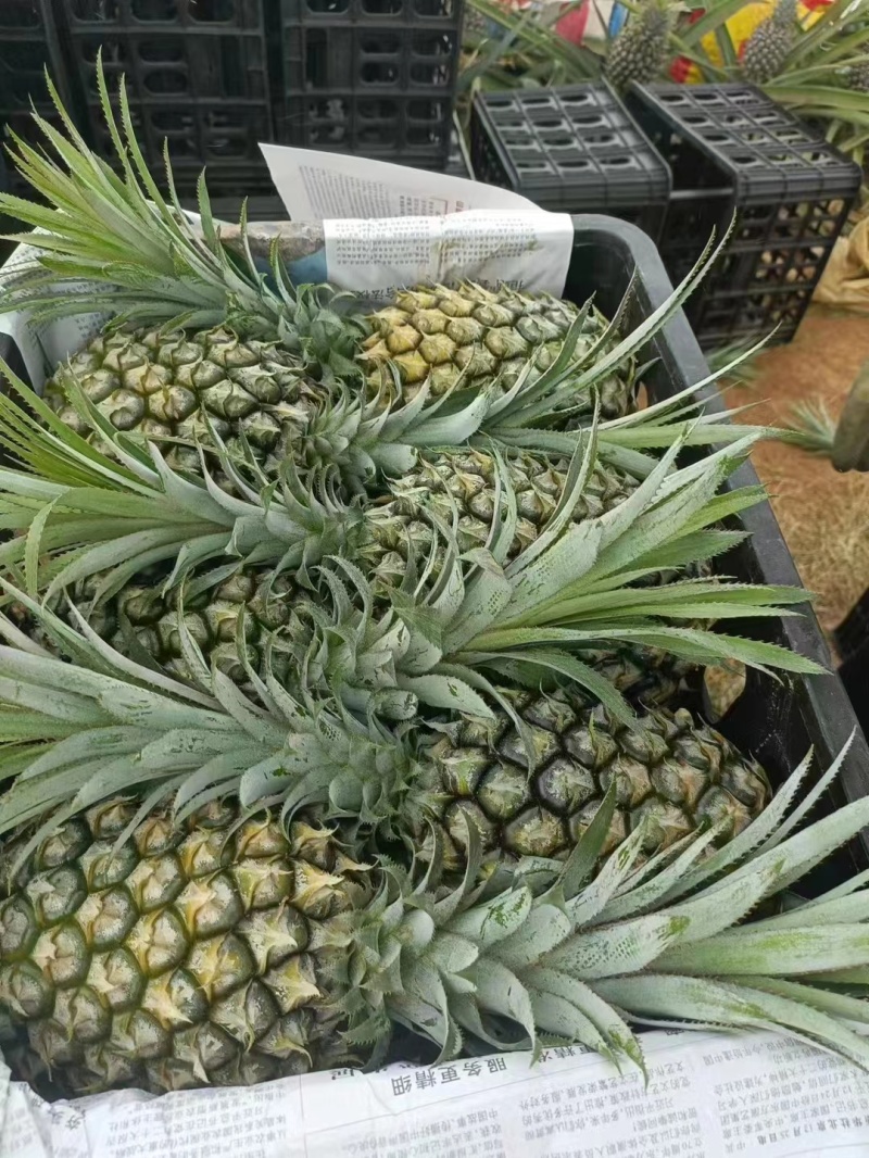 【推荐】广东菠萝种植基地一手货源价格稳定常年全国各地发货