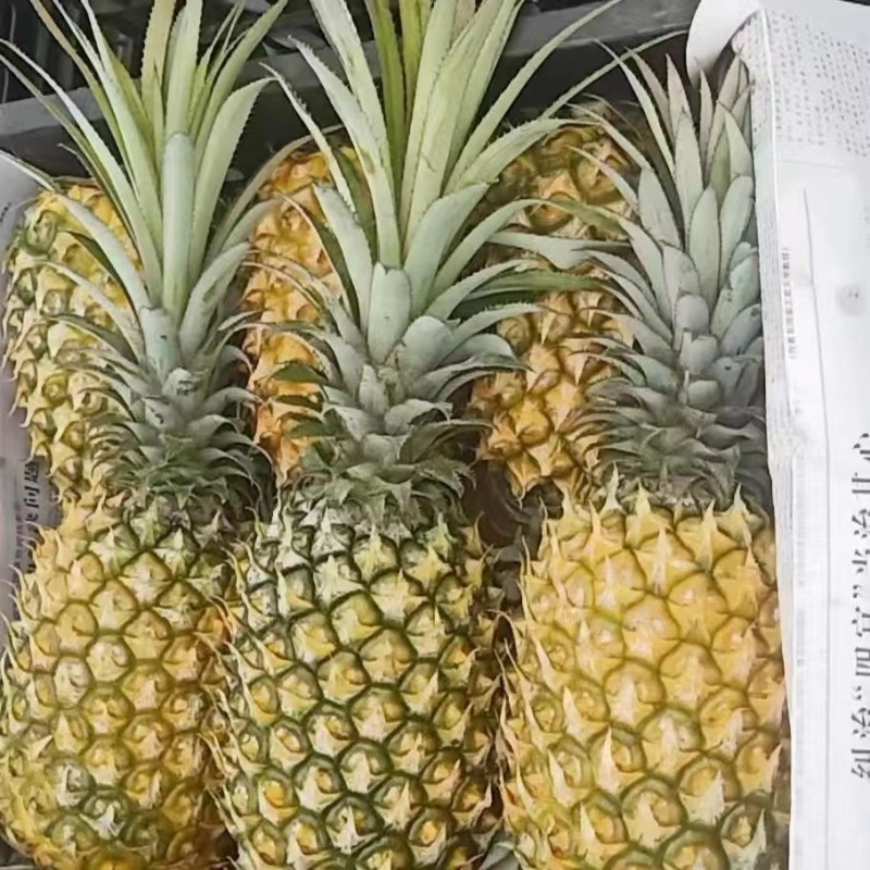 【推荐】广东菠萝种植基地一手货源价格稳定常年全国各地发货