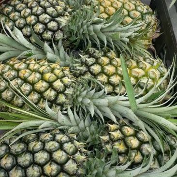 【推荐】广东菠萝种植基地一手货源价格稳定常年全国各地发货