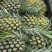 【推荐】广东菠萝种植基地一手货源价格稳定常年全国各地发货