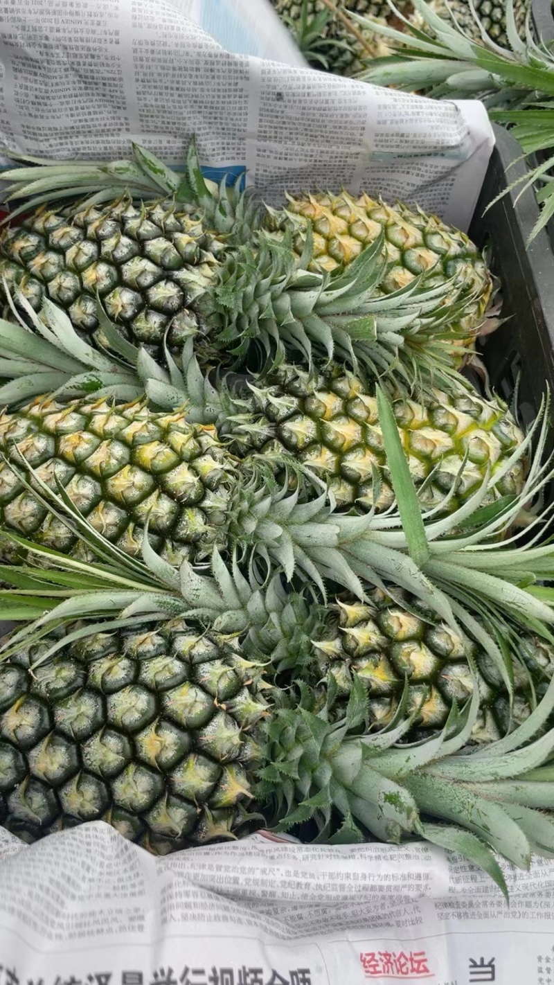 【推荐】广东菠萝种植基地一手货源价格稳定常年全国各地发货