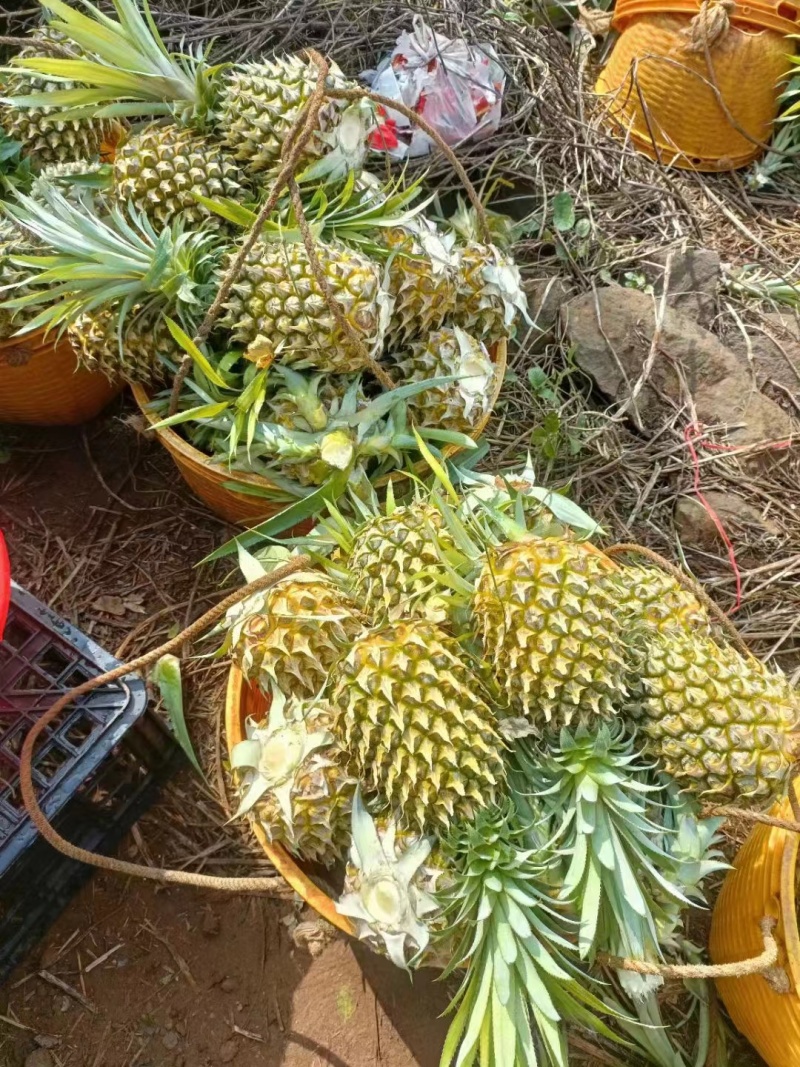 【推荐】广东菠萝种植基地一手货源价格稳定常年全国各地发货