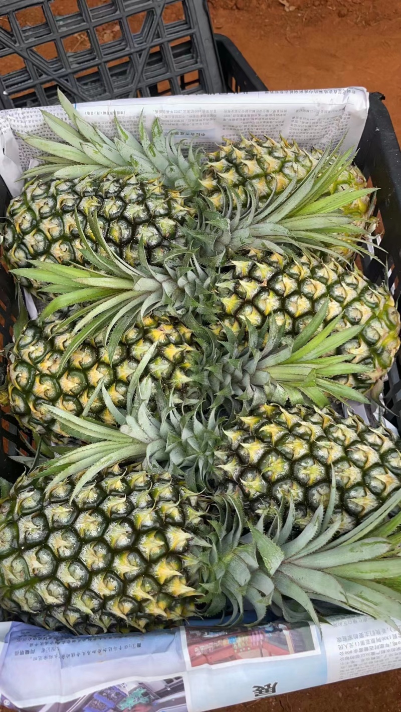 【推荐】广东菠萝种植基地一手货源价格稳定常年全国各地发货