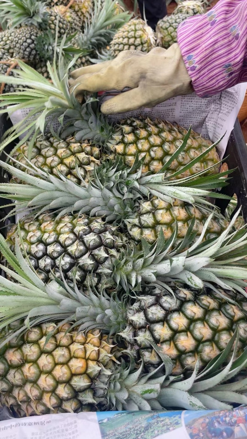 【推荐】广东菠萝种植基地一手货源价格稳定常年全国各地发货