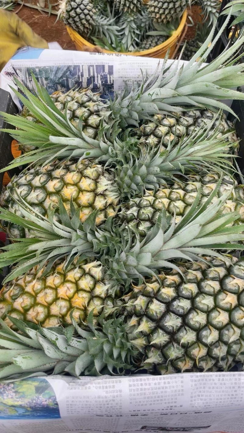 【推荐】广东菠萝种植基地一手货源价格稳定常年全国各地发货