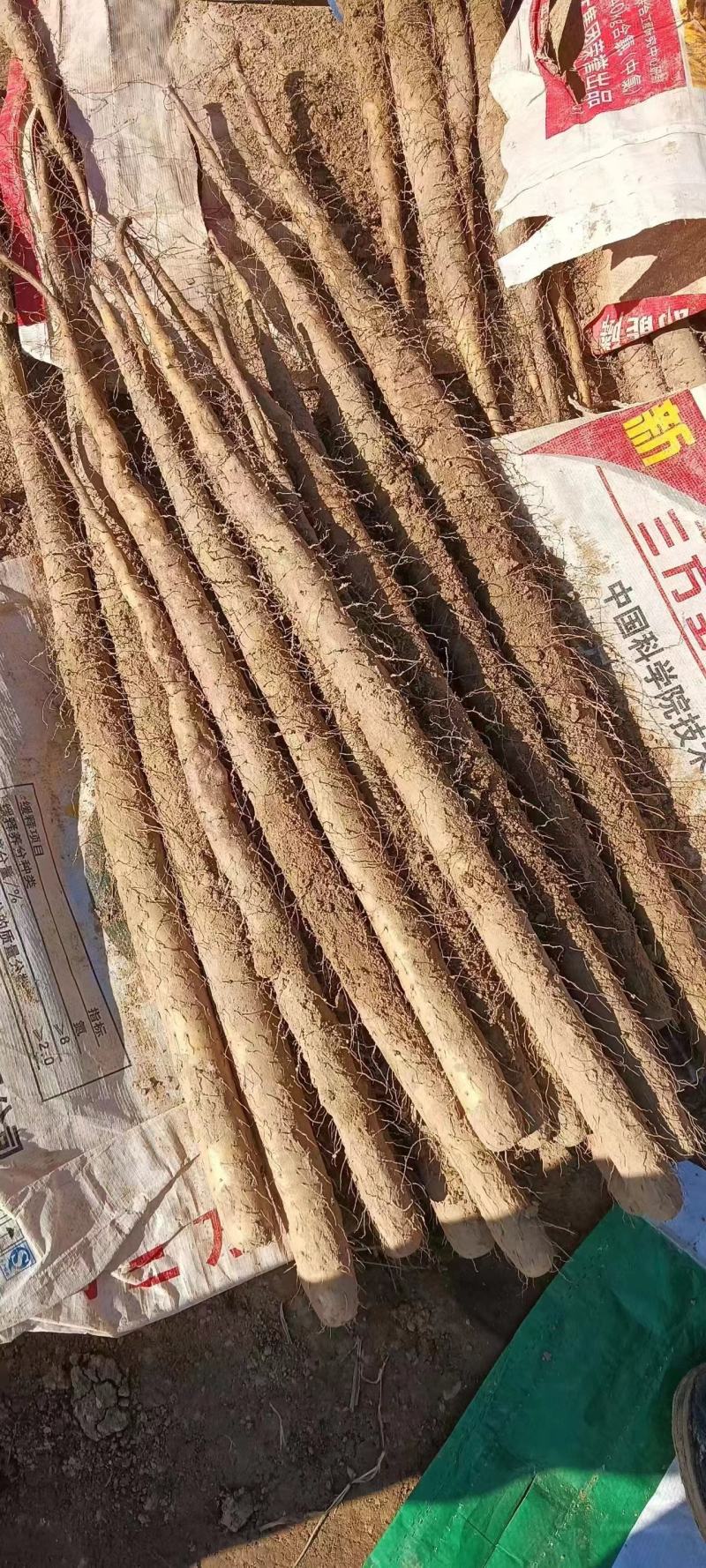 河北双棒大货山药，现货现挖，全国代发，一手货源