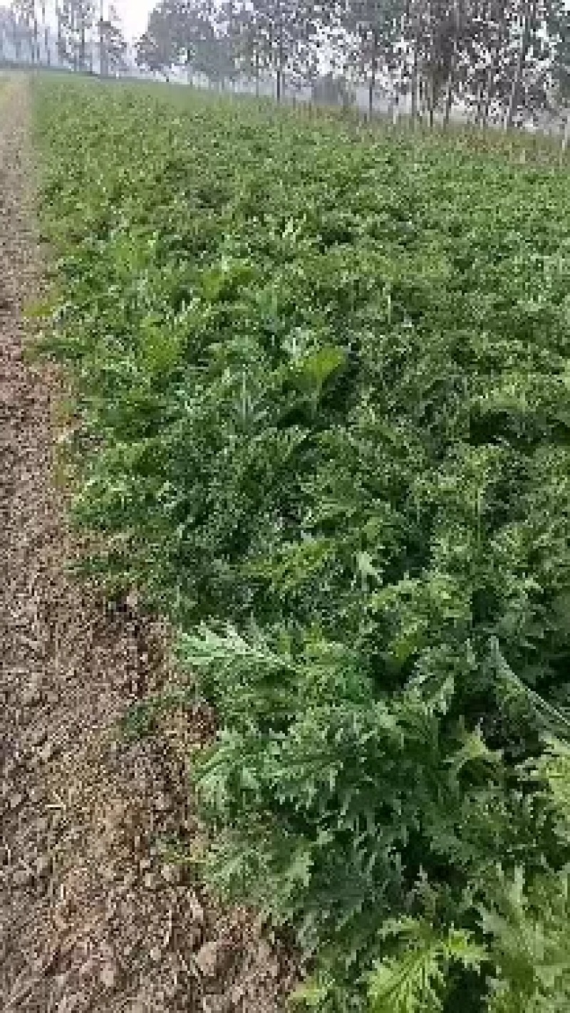 精品雪里红，质量无黄叶，捆装，量大从优，质量三包
