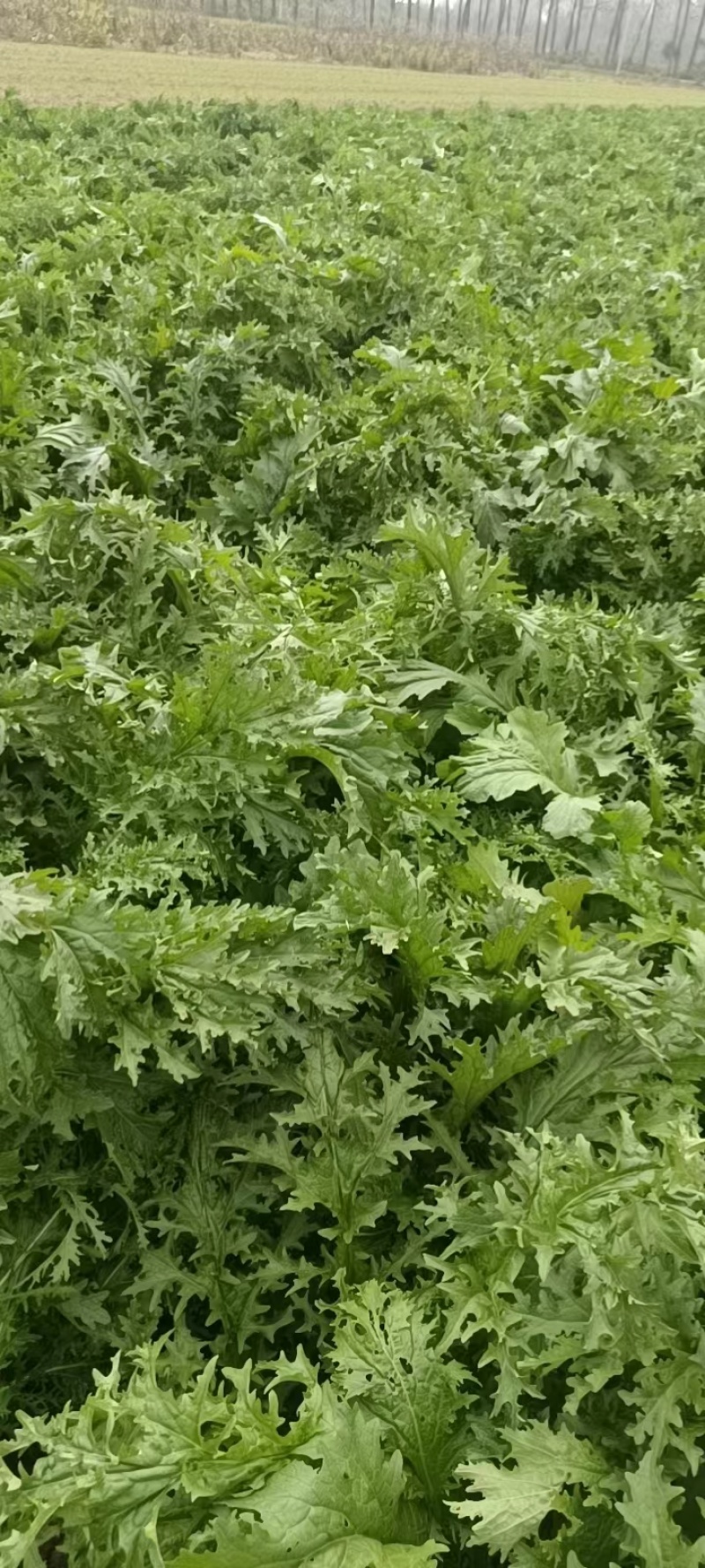 精品雪里红，质量无黄叶，捆装，量大从优，质量三包
