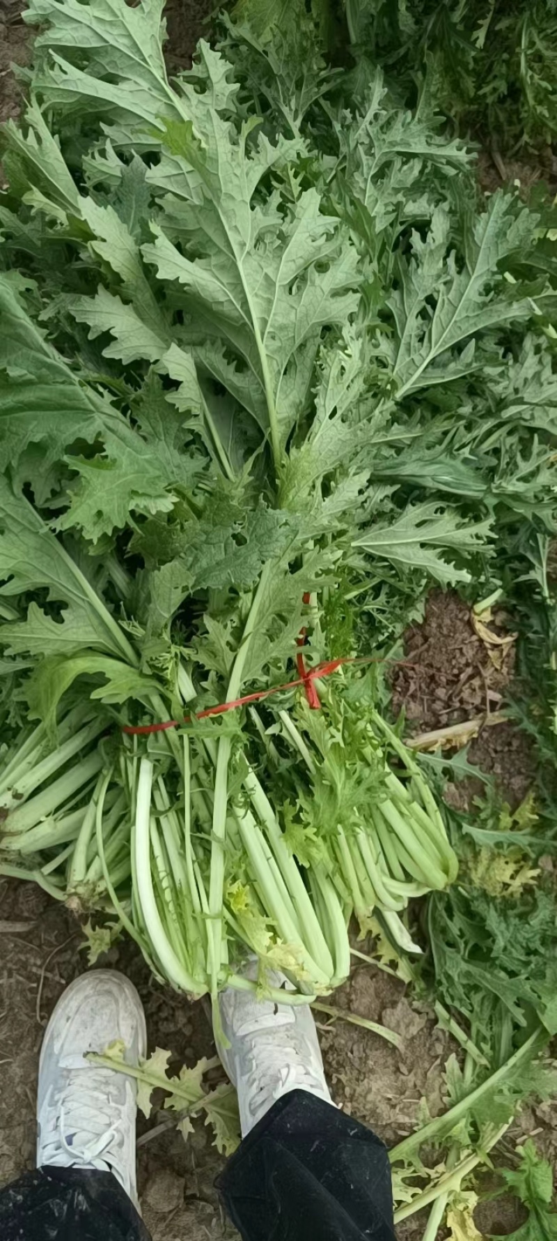 精品雪里红，质量无黄叶，捆装，量大从优，质量三包