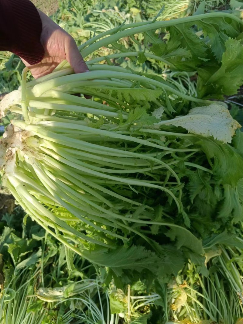 精品雪里红，质量无黄叶，捆装，量大从优，质量三包