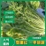 精品雪里红，质量无黄叶，捆装，量大从优，质量三包