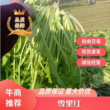 基地雪里红，新鲜上市，大量采摘出货，质优价廉对接整车