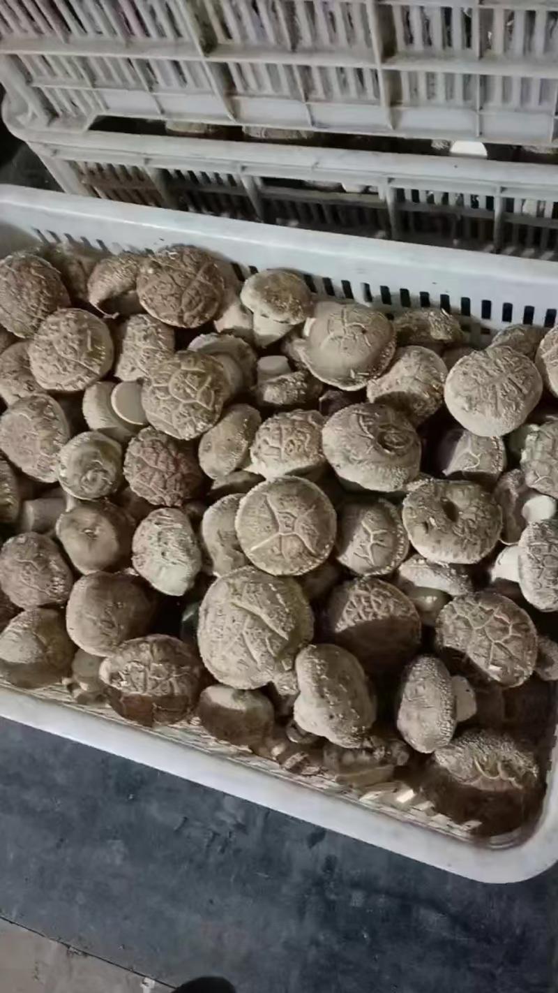 河南封丘精品鲜香菇大量供货可视频看货新鲜采摘欢迎咨询