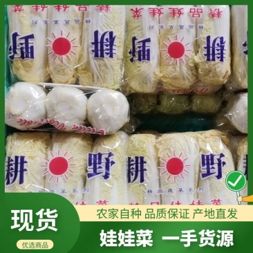 皖北基地娃娃菜精品,大娃/小娃现货供应,支持对接全国市场