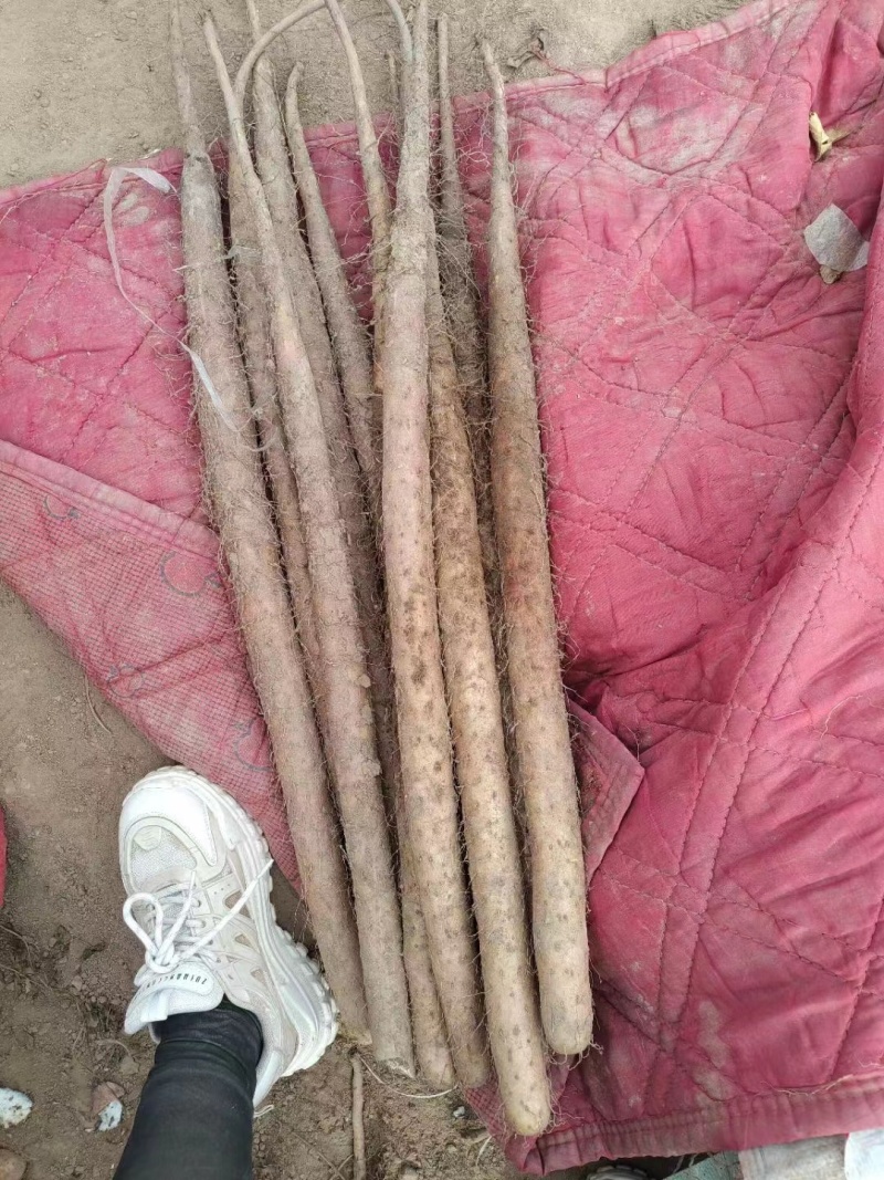 河北双棒二级山药，现货现挖，全国代发，一手货源