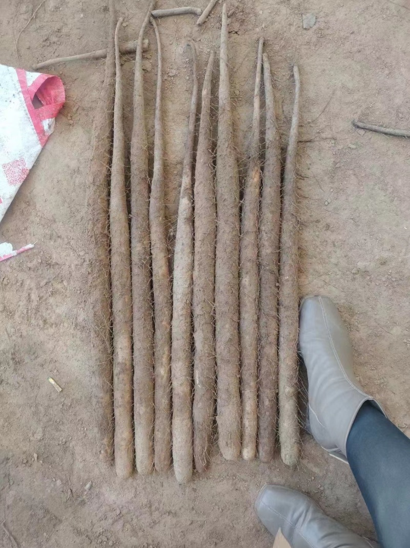 河北双棒二级山药，现货现挖，全国代发，一手货源