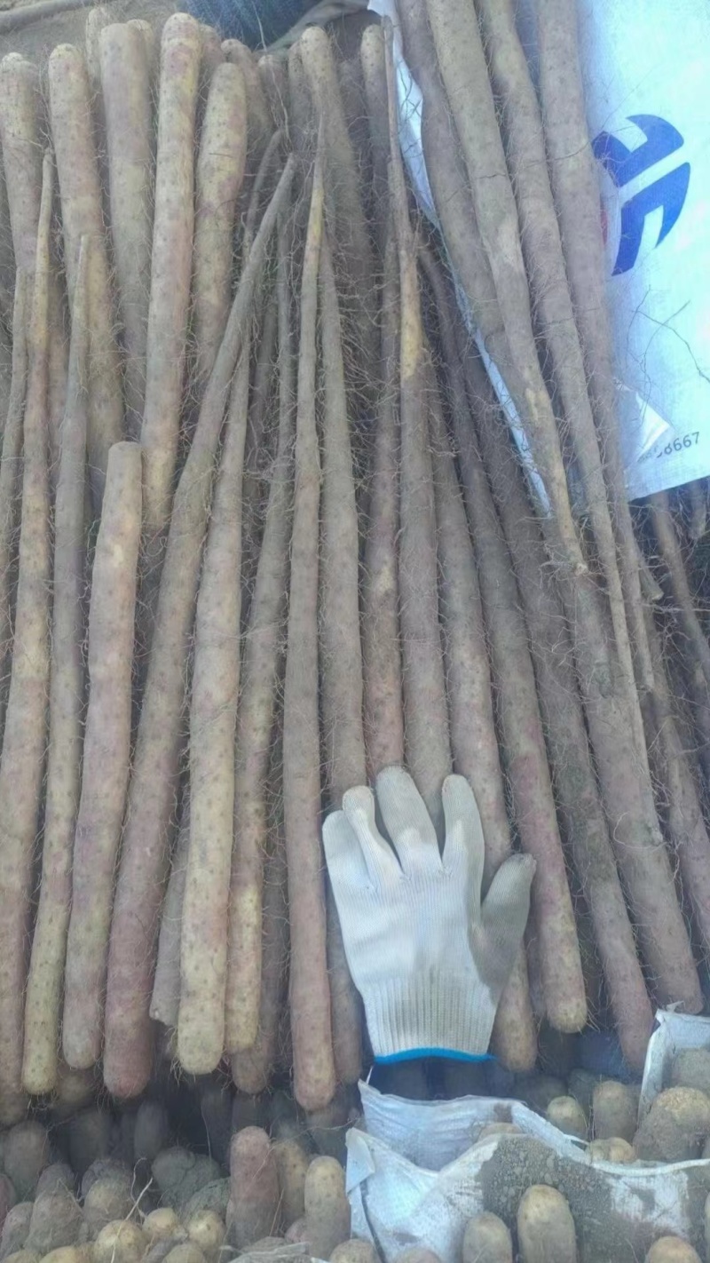 河北双棒二级山药，现货现挖，全国代发，一手货源