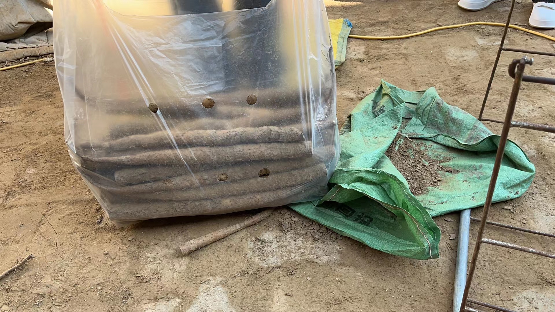 温县农民采收铁棍山药