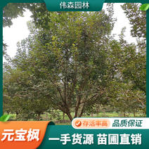伟森园林出售12公分元宝枫造型观赏树行道树优美冠型