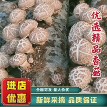 精品花菇已上市望新老客户订购，质优价廉