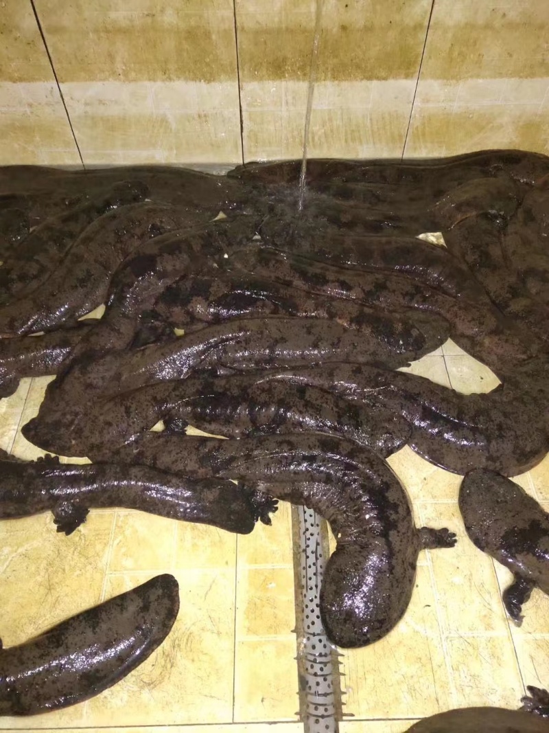 特别推荐生态大鲵娃娃鱼活鱼食用佳品月子餐汤营养丰富