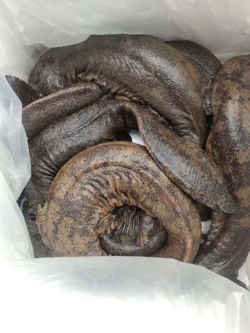 特别推荐生态大鲵娃娃鱼活鱼食用佳品月子餐汤营养丰富