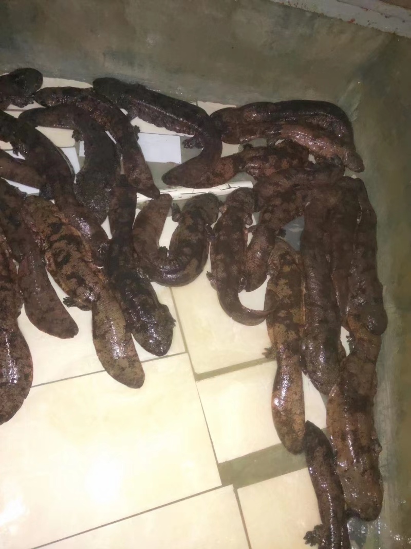 特别推荐生态大鲵娃娃鱼活鱼食用佳品月子餐汤营养丰富