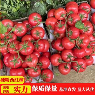 【实力】西红柿江苏硬粉西红柿对接各大市场电商商超
