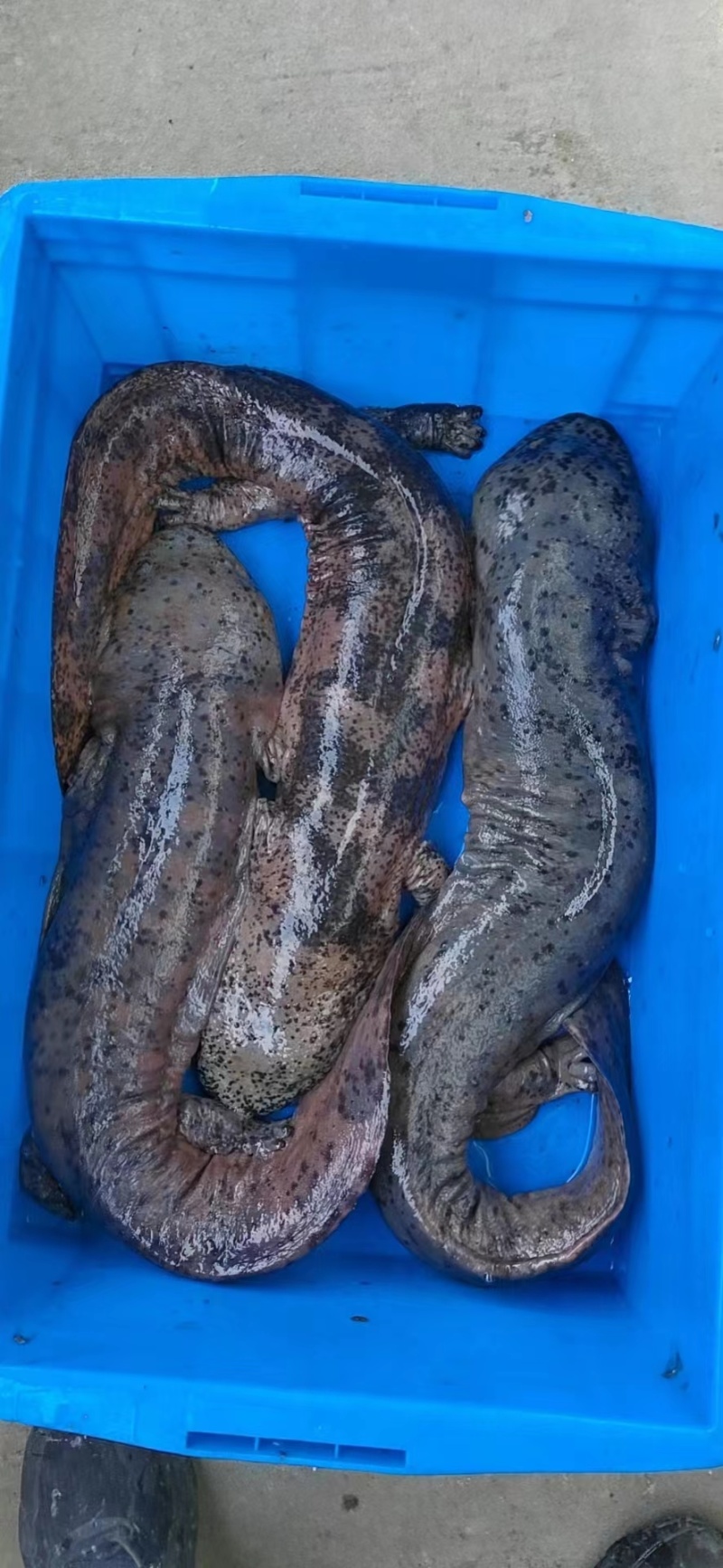 特别推荐生态大鲵娃娃鱼活鱼食用佳品月子餐汤营养丰富