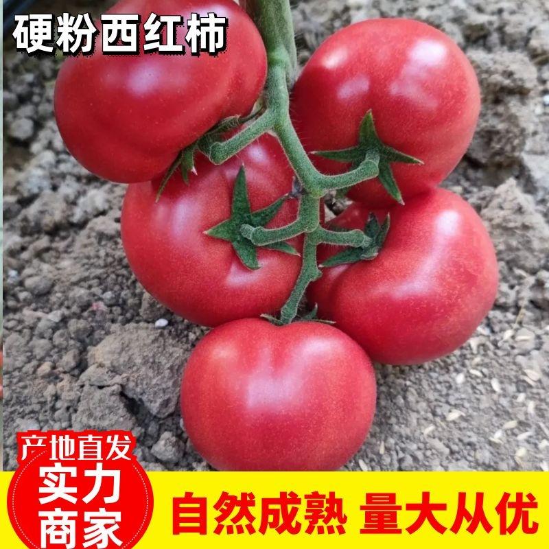 【热卖】连云港硬粉西红柿串果弧三以上质优价廉欢迎咨询