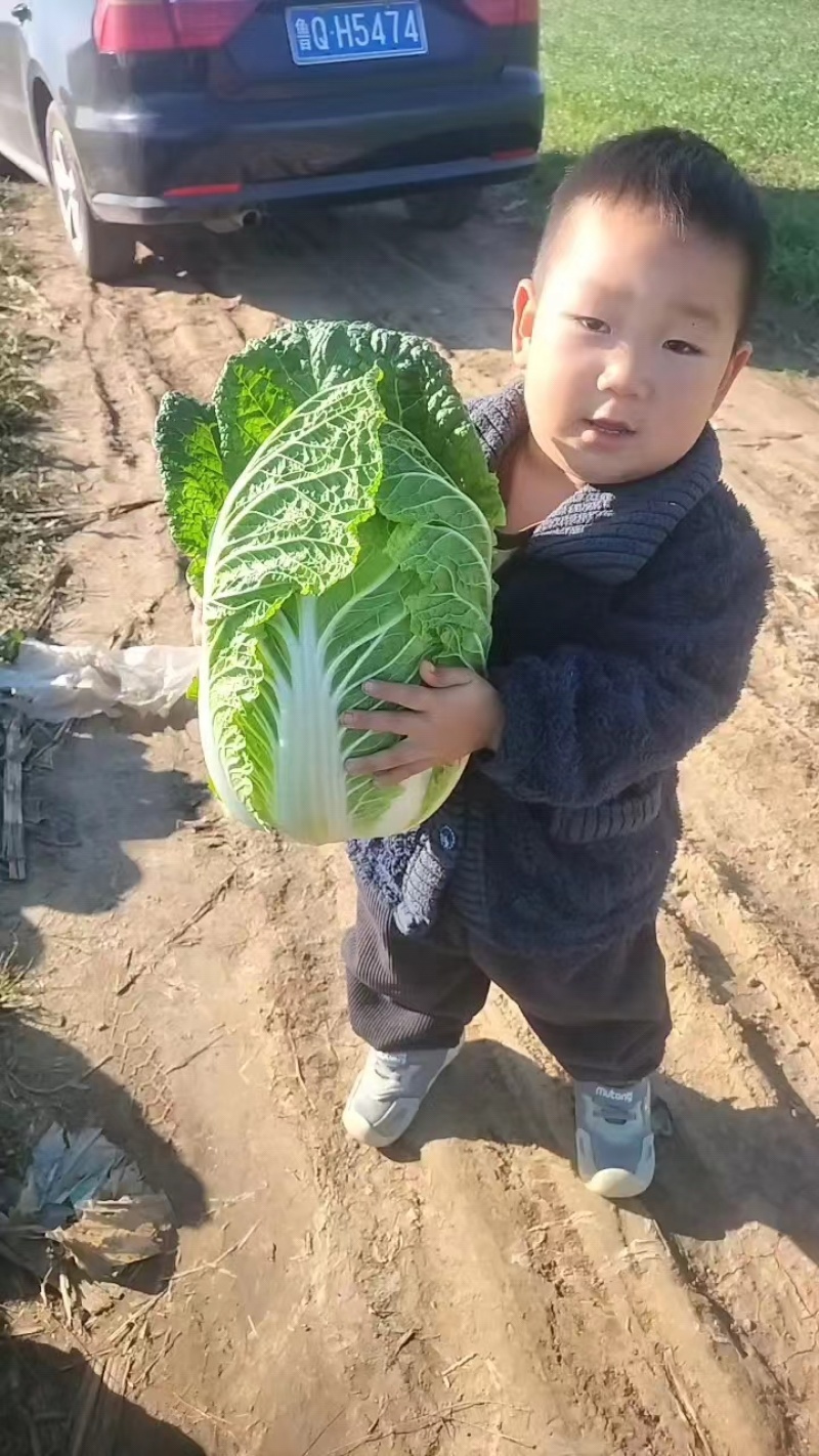 【推荐】山东新鲜大颗黄心大白菜脆嫩水润大量走货