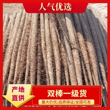 河北双棒大货山药，现货现挖，全国代发，一手货源
