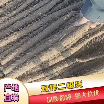河北双棒二级山药，现货现挖，全国代发，一手货源