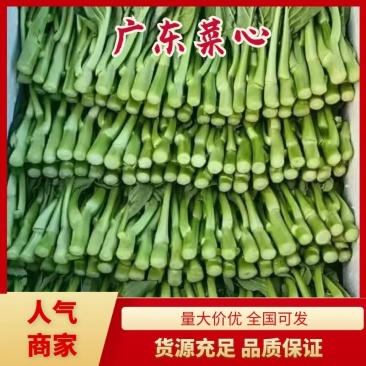 【精品】菜苔，菜心，大量上市，产地直发欢迎来电咨询